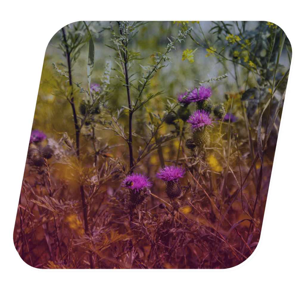 thistle, rose-colored flowers