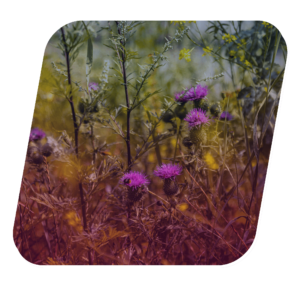 thistle, rose-colored flowers
